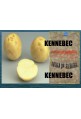 Patatas de siembra kennebec 