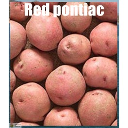 Patatas de siembra  Red pontiac 