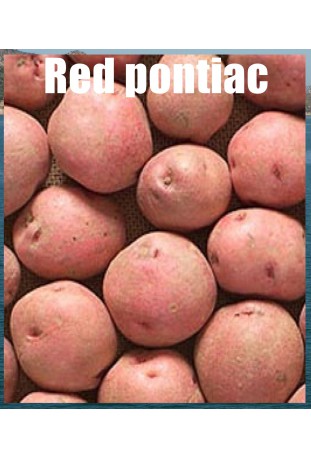 Patatas de siembra  Red pontiac 10 kl 