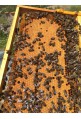 Paquete de abejas ibéricas 1,2kg + Reina Fecundada